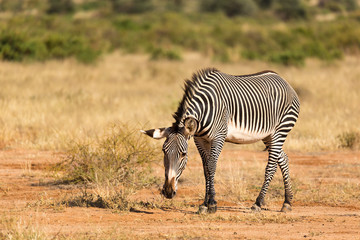 Naklejka na ściany i meble A Grevy Zebra is grazing in the countryside of Samburu in Kenya