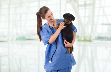 veterinary