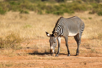Plakat A Grevy Zebra is grazing in the countryside of Samburu in Kenya