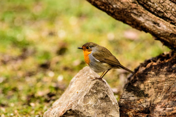 Pettirosso
