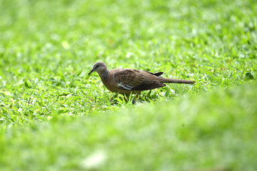gray-haired turtle bird on the back and wings, with a little black hue on his shoulder
