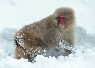 Japanese macaque on the snow. The Japanese macaque ( Scientific name: Macaca fuscata), also known as the snow monkey. Natural habitat, winter season.