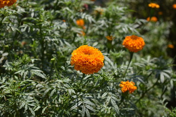Marigold flowers