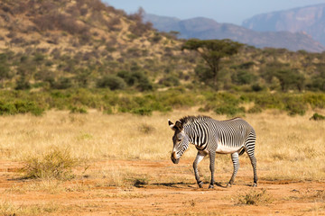 Obraz premium A Grevy Zebra is grazing in the countryside of Samburu in Kenya