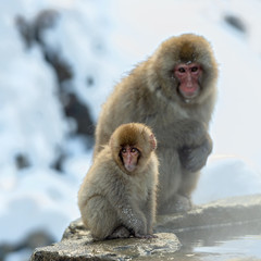 Japanese macaque and cub.  The Japanese macaque ( Scientific name: Macaca fuscata), also known as the snow monkey. Natural habitat, winter season.