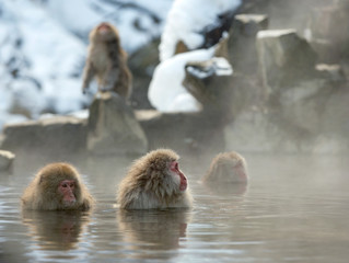 Japanese macaque in the water of natural hot springs, steam above water. Onsen. The Japanese macaque ( Scientific name: Macaca fuscata), also known as the snow monkey. Natural habitat, winter season.