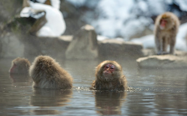 Obraz premium Japanese macaque in the water of natural hot springs, steam above water. Onsen. The Japanese macaque ( Scientific name: Macaca fuscata), also known as the snow monkey. Natural habitat, winter season.