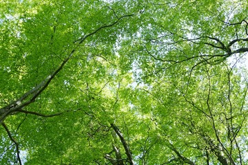 《十二湖の四季（ブナの原生林）》青森県深浦町
