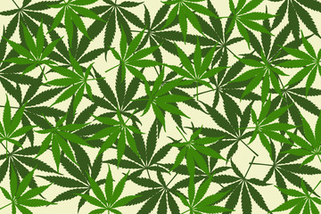 Naklejka na ściany i meble leafs of cannabis background,abstract background