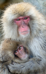 Japanese macaque and cub. Close up portrait. The Japanese macaque ( Scientific name: Macaca fuscata), also known as the snow monkey. Natural habitat, winter season.