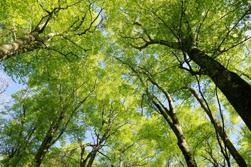 《十二湖の四季（ブナの原生林）》青森県深浦町