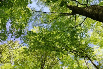 《十二湖の四季（ブナの原生林）》青森県深浦町