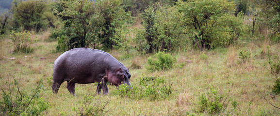 A hippo is walking in the savannah