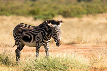 A Grevy Zebra is grazing in the countryside of Samburu in Kenya