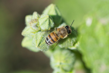 Honey bee covered on flower bud in garden