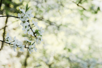 Cherry blossoms growing outdoors under a Sunny blue sky on a flower bed in a colorful seasonal garden