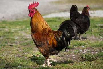 rooster free on farm © Kronholm Foto