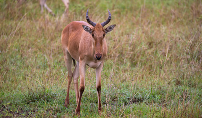 Topi antelope in the grassland of Kenya's savannah