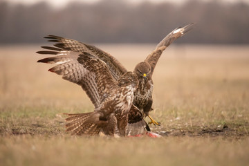 Buzzard, Buteo buteo