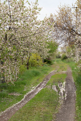 Blooming trees