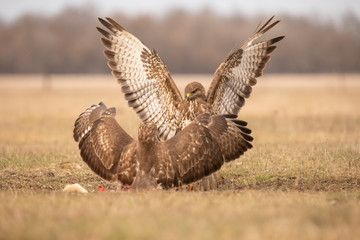 Buzzard, Buteo buteo