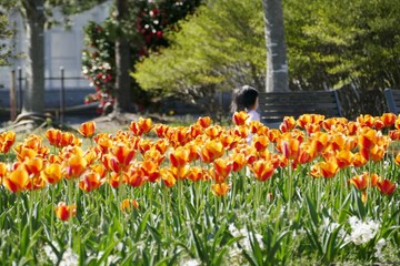 《ブルーメッセ秋田のチューリップ》秋田県潟上市