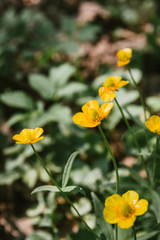 Obraz premium Chicken blindness an unusual flower with a poisonous content