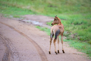 Topi antelope in the grassland of Kenya's savannah