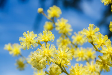 a brunch of flowers of mimosa