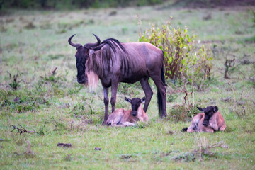 An antelope gnu with two little gnu babies