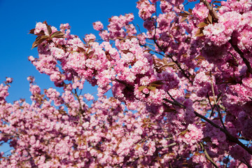 Pink Blossom Tree