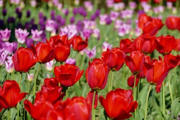《ブルーメッセ秋田のチューリップ》秋田県潟上市