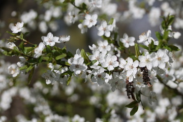 Lilac bush selective focus on spring time