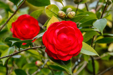 blossoms of japanese camellia