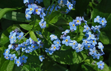 Forget-me-not in the spring lit by the sun