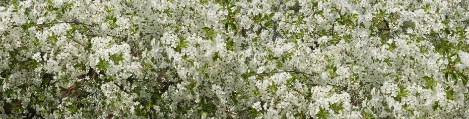 image of a blossoming tree in the spring garden