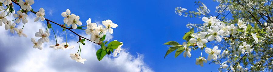 image of a blossoming tree in the spring garden