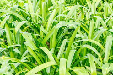 texture of green grass in the park