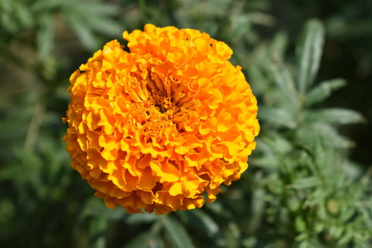Orange marigold flower in garden.