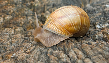 image of a snail in the garden close up
