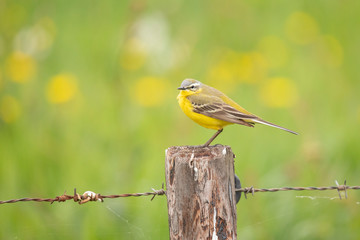 Yellow Wagtail, Motacilla flava