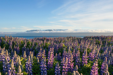 lupine field in Iceland