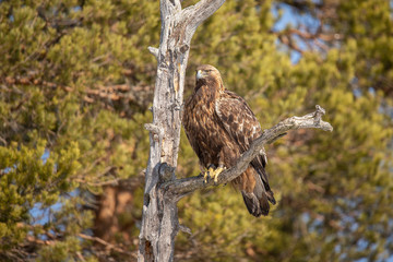 Golden Eagle,  Accipitriformes