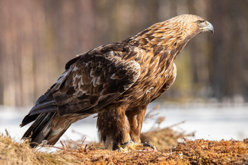 Golden Eagle,  Accipitriformes
