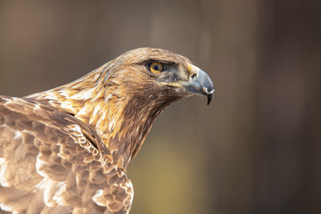 Golden Eagle,  Accipitriformes