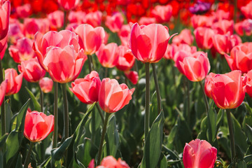 Beautiful Botanical background of spring tulips in bright colors growing outdoors under the Sunny blue sky on a flower bed in a colorful seasonal garden