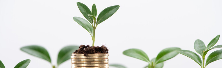 panoramic shot of golden coins with leaves and soil Isolated On White, financial growth concept