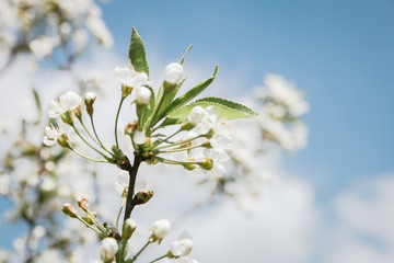 Cherry blossoms growing outdoors under a Sunny blue sky on a flower bed in a colorful seasonal garden