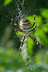 Wasp spider (Argiope bruenichii)