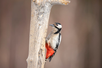 Great Spotted Woodpecker, Dendrocopos major